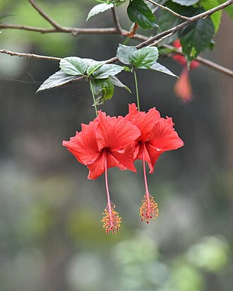 Red Hibiscus
