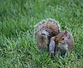 * Nomination Squirrel in Washington, near the Obelisk (May 2025) --Boaventuravinicius 03:10, 31 May 2025 (UTC) * Decline  Oppose Very cute squirrel, but unfortunately not sharp enough. --Plozessor 03:24, 31 May 2025 (UTC)