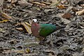 * Nomination: Asian Emerald Dove in Kaziranga National Park, Assam, India. --Tisha Mukherjee 05:38, 31 May 2025 (UTC) * * Review needed