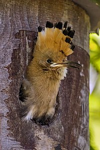 Upupa epops (Eurasian Hoopoe) juvenile in nest box