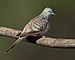 Geopelia placida - Glen Alice.jpg