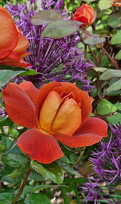Rosa'Havanna' mit Allium