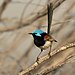 Variegated Fairy-wren - Kurnell.jpg