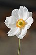 Anemone hupehensis var. japonica 1.jpg