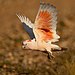 Major Mitchell's Cockatoo - Mt Grenfell.jpg