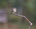 * Nomination Zonotrichia capensis por Luiz ALves --Rodrigo.Argenton 19:43, 29 May 2025 (UTC) * Promotion  Support Good quality IMO --PantheraLeo1359531 20:00, 30 May 2025 (UTC)