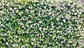* Nomination Jasminum polyanthum - Flowers and buds.--Anna.Massini 13:26, 7 May 2025 (UTC)Anna.MassiniAnna.Massini 13:26, 7 May 2025 (UTC) * Decline  Oppose Flowers are blown out and lack details, sorry --Екатерина Борисова 00:37, 10 May 2025 (UTC)
