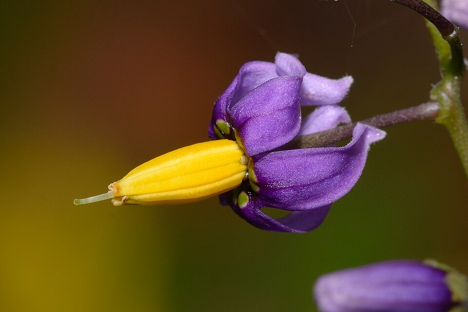 Fiore di Solanum dulcamara, Lago di S. Rosalia (RG-Sicilia)