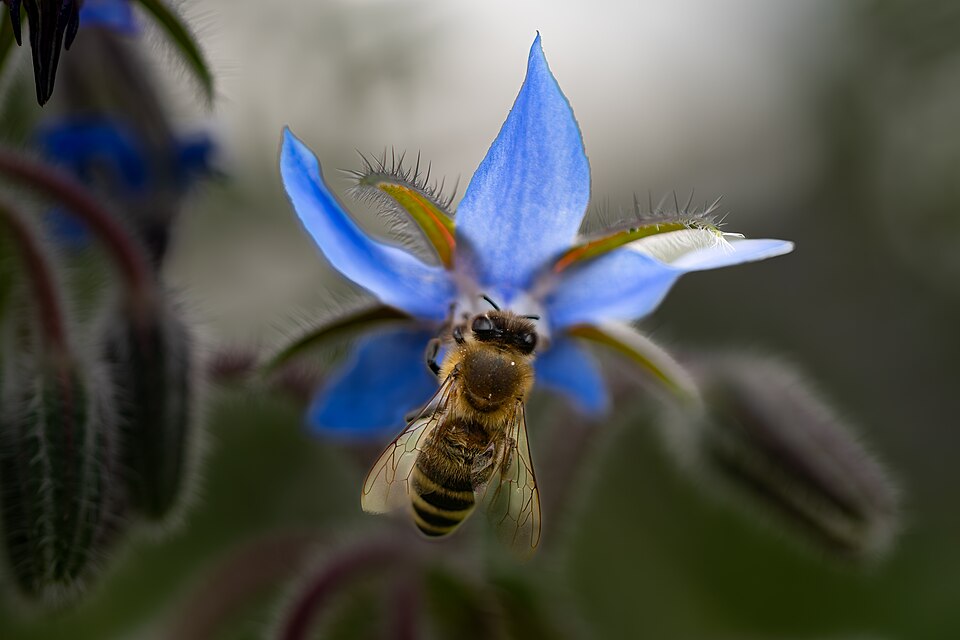 Honeybee over NN at a flower garden in Altenberge, Münsterland, Germany