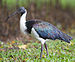 Threskiornis spinicollis - Centenary Lakes crop.jpg