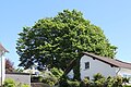 * Nomination Kleinostheim, natural monument ND-07926 'Traubeneiche in der alten Poststraße' --KaiBorgeest 23:32, 10 May 2025 (UTC) * Promotion  Support Good quality. --Tagooty 03:35, 11 May 2025 (UTC)