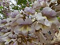 * Nomination: Paulownia tomentosa in Tashkent, Uzbekistan. --Екатерина Борисова 02:17, 26 May 2025 (UTC) * * Review needed
