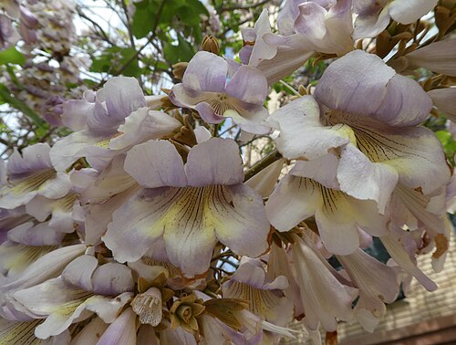 Paulownia tomentosa in Tashkent, Uzbekistan