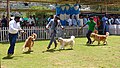 * Nomination: Golden retrievers running, Dog Show 2025, Govt Arts College, Ooty, The Nilgiris --Tagooty 02:17, 11 May 2025 (UTC) * * Review needed