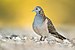 Bar-shouldered Dove 1 - Woy Woy.jpg