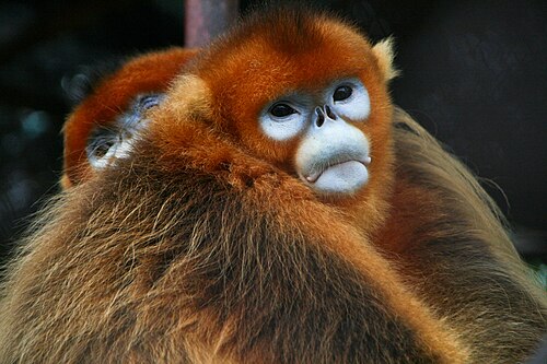 Golden Snub-nosed Monkeys