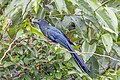* Nomination: Greater ani (Crotophaga major) --Charlesjsharp 20:18, 29 May 2025 (UTC) * * Review needed
