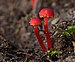 Hygrocybe miniata - Ferndale Park.jpg