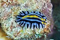 * Nomination Sea slug (Phyllidia marindica), Zanzibar, Tanzania --Poco a poco 12:07, 4 May 2025 (UTC) * Promotion  Support Good quality. --Mike Peel 06:26, 11 May 2025 (UTC)
