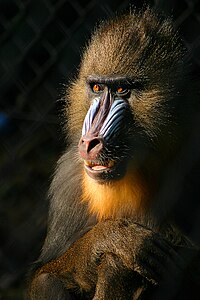 Mandrillus sphinx (Mandrill)