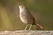 Eastern Bristlebird - Penrith.jpg