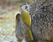 Lichenostomus flavicollis stealing hair from Thylogale billardierii for nest - Melaleuca.jpg