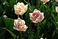 * Nomination: Double early tulipa cultivar 'Foxy Foxtrot' in the botanical garden in Munich, Germany --Kritzolina 06:46, 4 May 2025 (UTC) * * Review needed