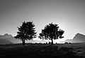 Some European Larches (Larix decidua) at dusk on the Siusi alp, South Tyrol, Italy near the Sassolungo range