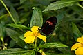 * Nomination Heliconius melpomene at Mariposario del Drago, Tenerife --Mike Peel 05:39, 11 May 2025 (UTC) * Promotion  Support Good quality. --Jakubhal 05:57, 11 May 2025 (UTC)