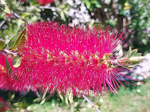 Common red bottlebrush near Olympia