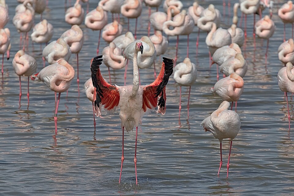 Flamingos, one shakes itself after a bath, Parc Ornithologique de Pont de Gau, Camargue, France