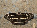 * Nomination Athyma kanwa Moore, 1858 - Dot-dash Sergeant. By User:Atanu Bose Photography --Atudu 02:30, 30 May 2025 (UTC) * Promotion  Support Good quality. --Crisco 1492 23:16, 30 May 2025 (UTC)