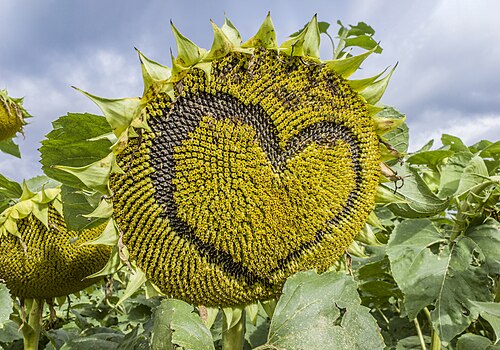 Ripe sunflower with heart-shaped pattern, AI retouched