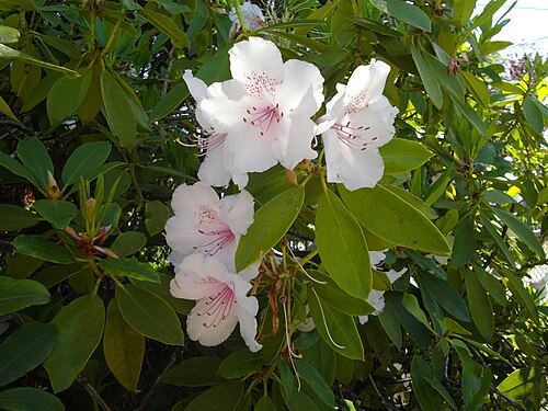 White Rhododendron (Unknown variety)