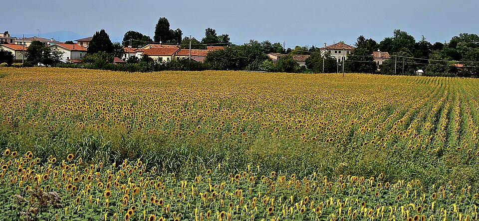 Urbanized sunflowers