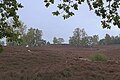 * Nomination: Hamburg-Neugraben, nature reserve/SAC 'Fischbeker Heide', part 'Neugrabener Heide' --KaiBorgeest 21:45, 27 May 2025 (UTC) * * Review needed