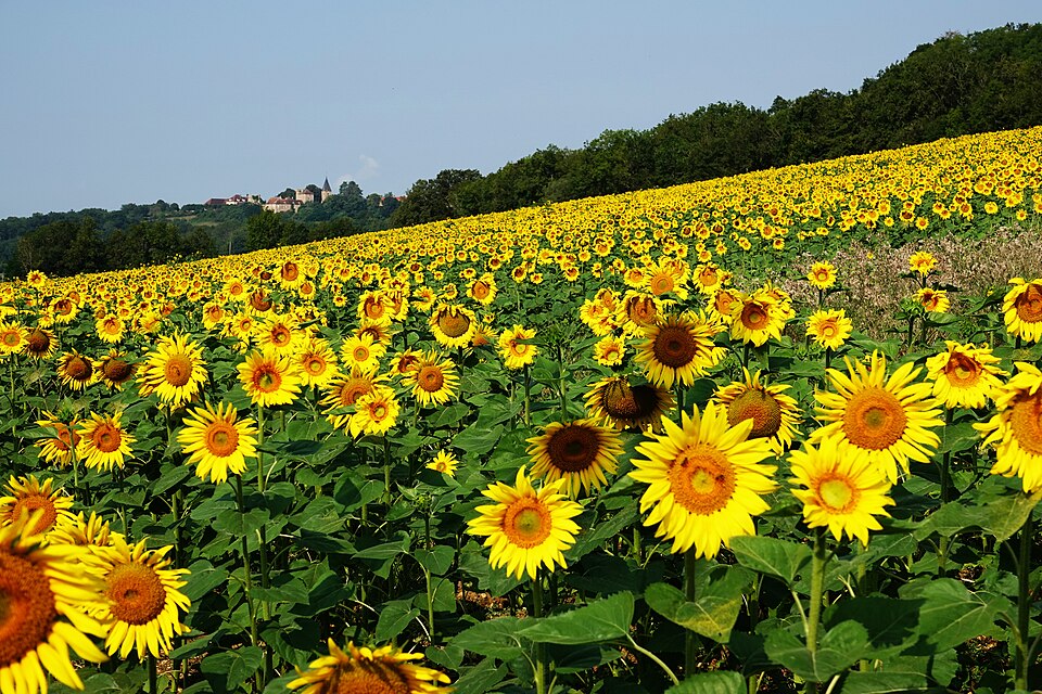 Sunflower field in Burgundy