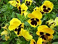 * Nomination: Viola wittrockiana in Tashkent, Uzbekistan. --Екатерина Борисова 01:33, 24 May 2025 (UTC) * * Review needed