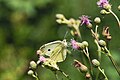 * Nomination: A Small White on a flower in the bird sanctuary Ismaninger Speichersee und Fischteiche --FlocciNivis 08:51, 31 May 2025 (UTC) * * Review needed