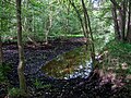 * Nomination: Naturschutzgebiet Ribnitzer Großes Moor in Dierhagen --MB-one 21:53, 10 May 2025 (UTC) * * Review needed