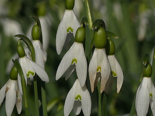 Snowdrops (Galanthus) in the Blühendes Barock in Ludwigsburg