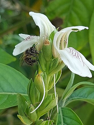 Malabar nut nectar robbing in Athens