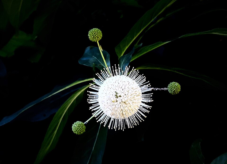 A flower in flight (in Princeton, USA)