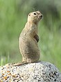 Richardson's ground squirrel Spermophile de Richardson