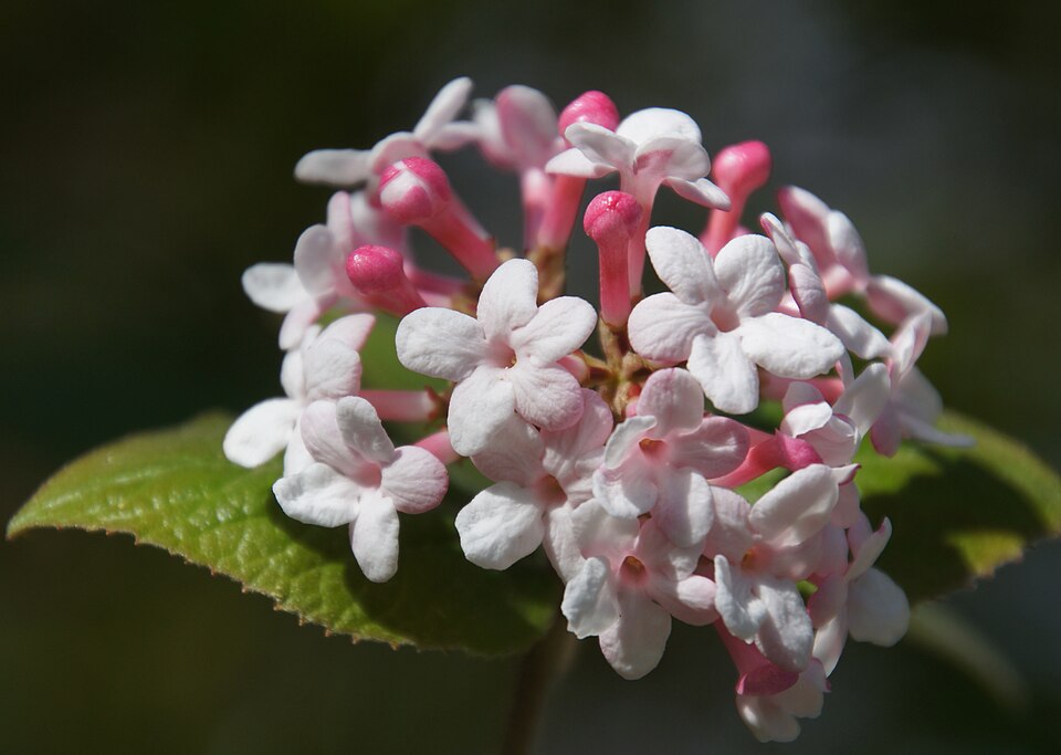 Viburnum, Koreanischer Duft-Schneeball im Naturpark Habichtswald