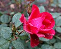 * Nomination: Rosa em um jardim --Boaventuravinicius 02:58, 29 May 2025 (UTC) * * Review needed