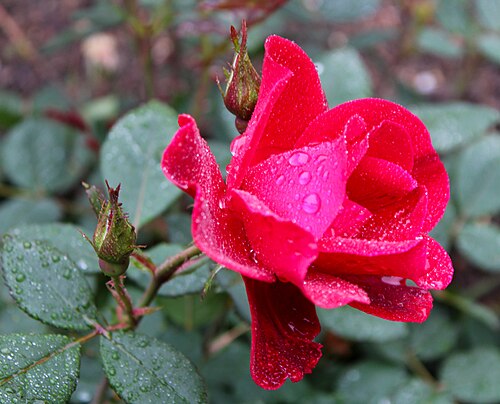 Rosa em um jardim