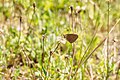 * Nomination: A Ringlet in the bird sanctuary Ismaninger Speichersee und Fischteiche --FlocciNivis 08:51, 31 May 2025 (UTC) * * Review needed