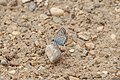 * Nomination A Northern Blue in the protected landscape area Freisinger Moos und Echinger Gfild, South of the Garchinger Heide --FlocciNivis 13:14, 9 May 2025 (UTC) * Decline  Oppose The detail / size of the butterfly is too low --Poco a poco 18:41, 9 May 2025 (UTC)