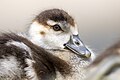 * Nomination Juvenile Egyptian goose in France. --Alexis Lours 19:43, 9 May 2025 (UTC) * Promotion  Support Good quality. --Romzig 20:00, 09 May 2025 (UTC)